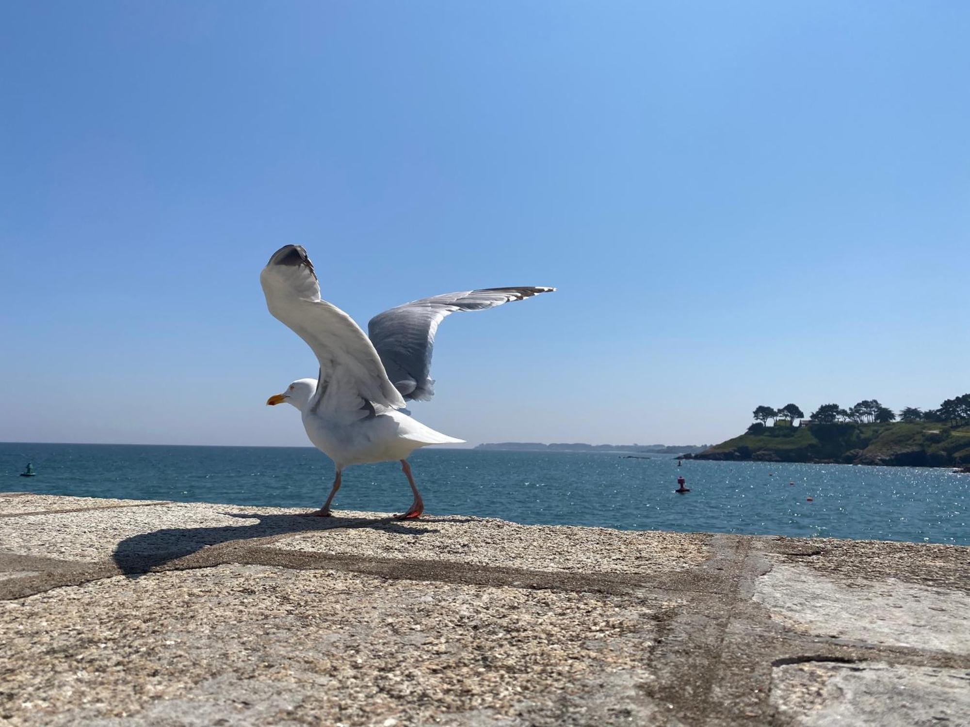Hôtel L'albatros Le Pouliguen Esterno foto